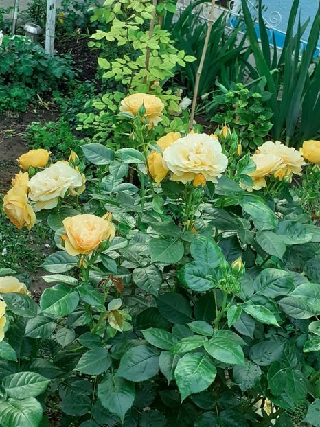  - 01 - TRANDAFIRI 2023