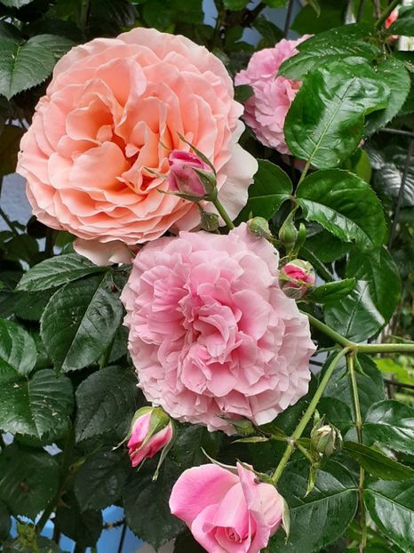  - 01 - TRANDAFIRI 2023