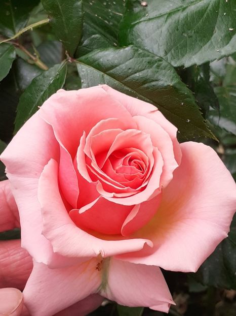  - 01 - TRANDAFIRI 2023