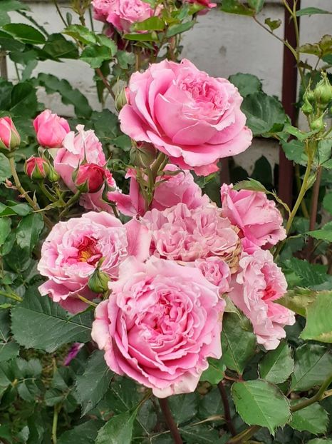  - 01 - TRANDAFIRI 2023