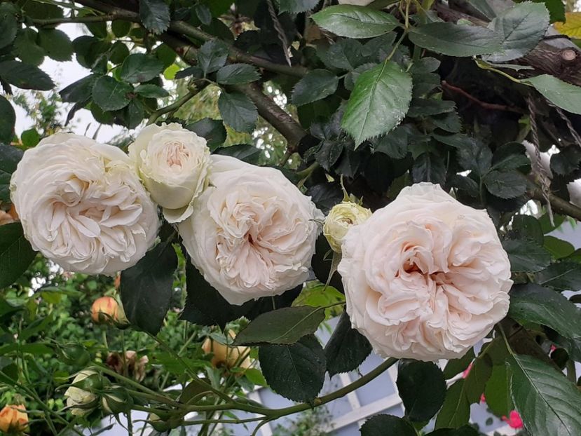  - 01 - TRANDAFIRI 2023