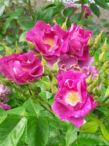  - 01 - TRANDAFIRI 2023