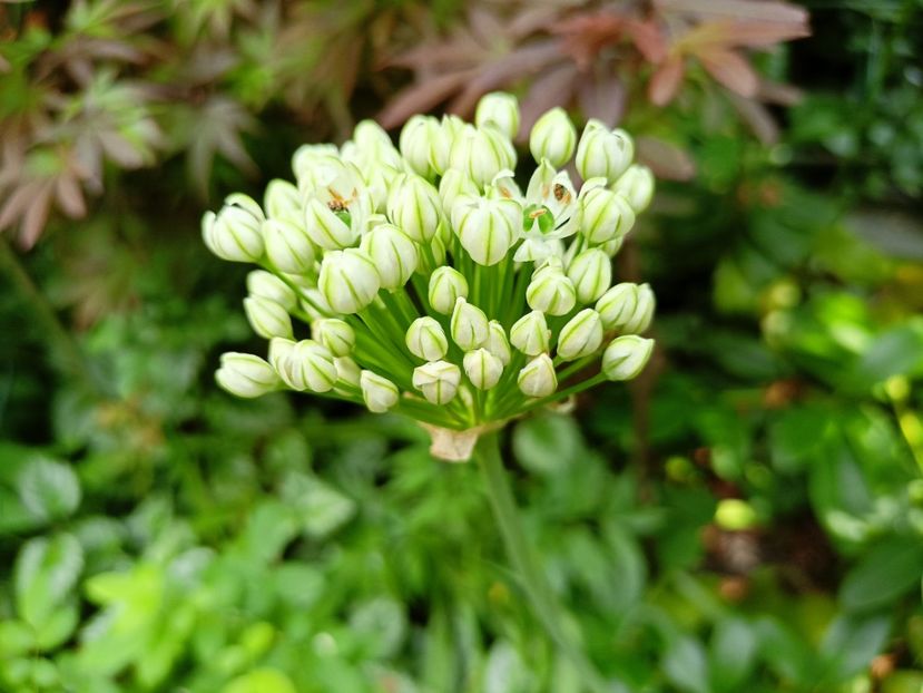  - Grădina 2023 continuare 3