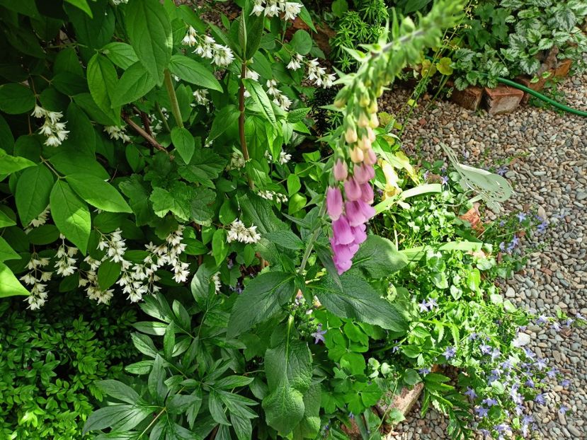  - Grădina 2023 continuare 3