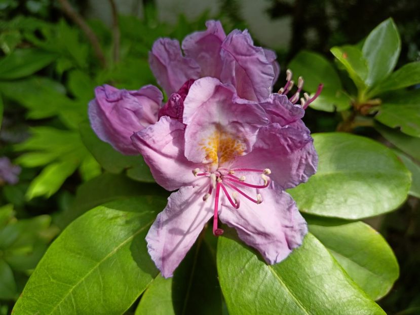  - Grădina 2023 continuare 3