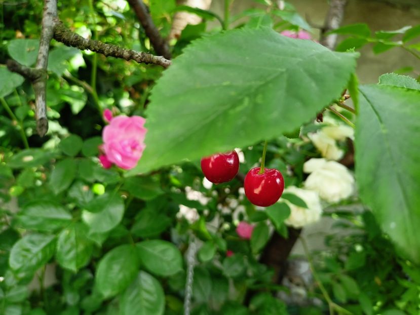 Vișine - Grădina 2023 continuare 3