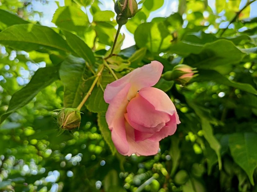 Jasmina - Grădina 2023 continuare 3