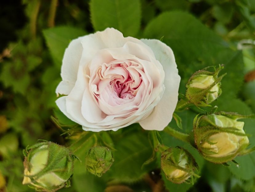 Felicite Parmentier - Grădina 2023 continuare 3