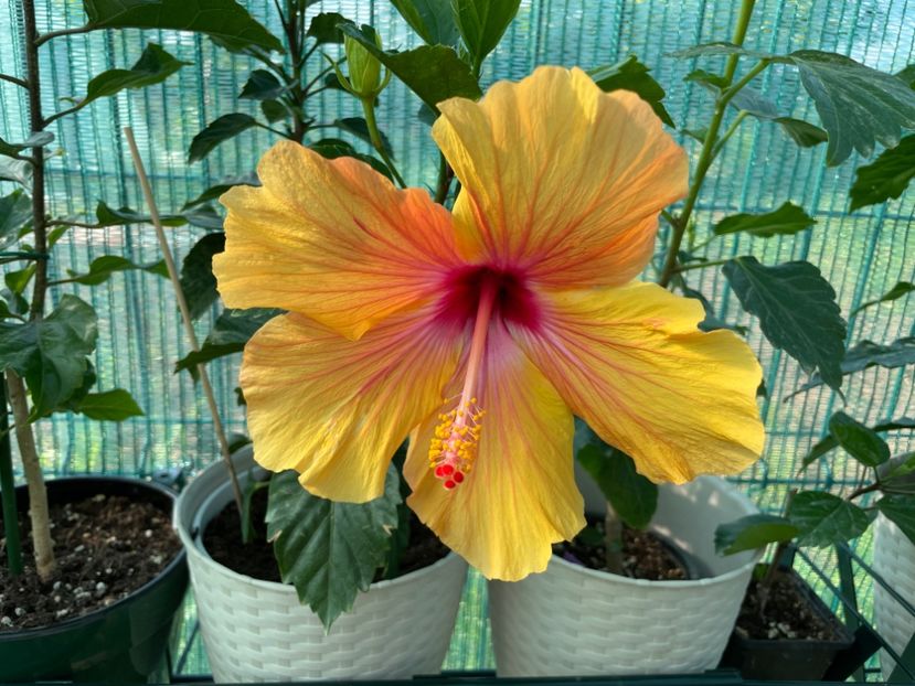 Adonicus Orange? - 001 - Hibiscusi