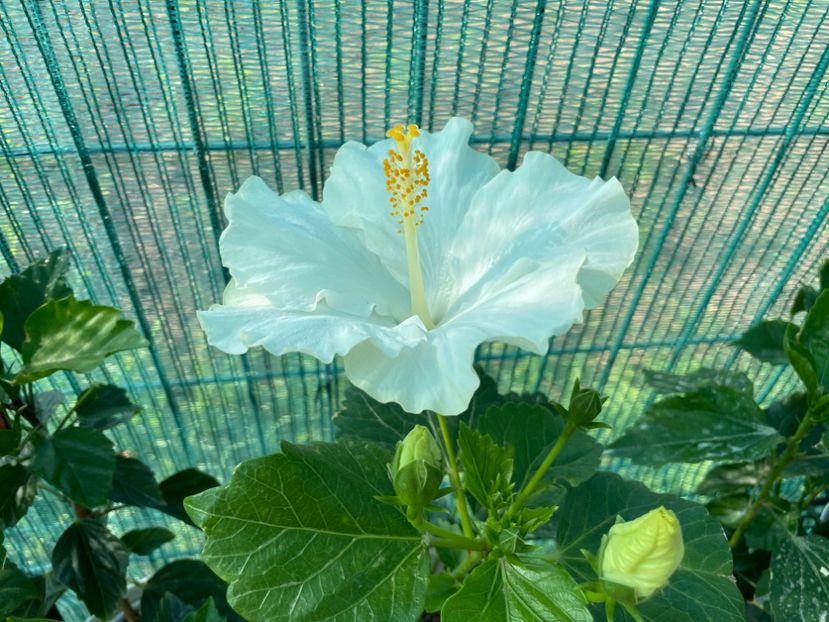 San Remo - 001 - Hibiscusi