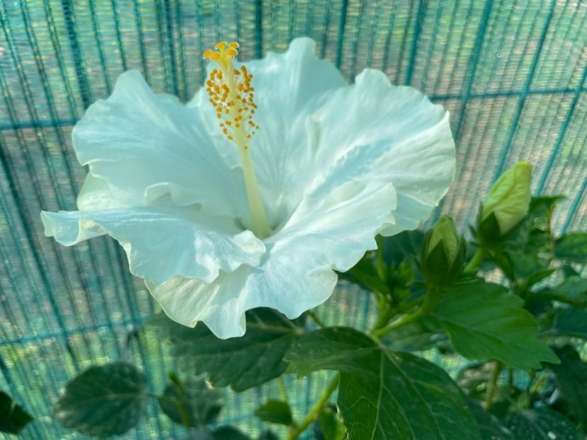 048975B8-6413-4177-B927-38C3DDED060C - 001 - Hibiscusi