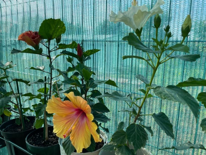 055BDCBF-57A4-4A04-A808-AB0501ABF861 - 001 - Hibiscusi