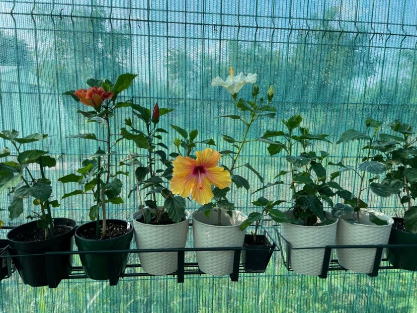 D32E931A-AE1E-4510-800F-8D54746A80D4 - 001 - Hibiscusi