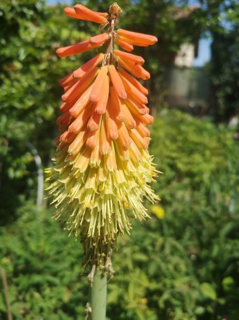 kniphofia uvaria - Gradina flori 2023