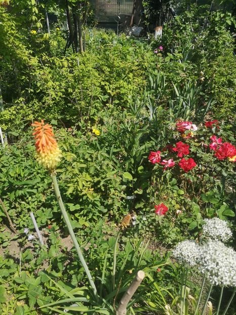  - Gradina flori