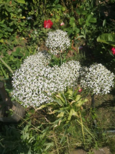 ceapa ornamentala - Gradina flori 2023