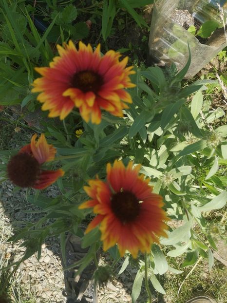 gaillardia - Gradina flori 2023