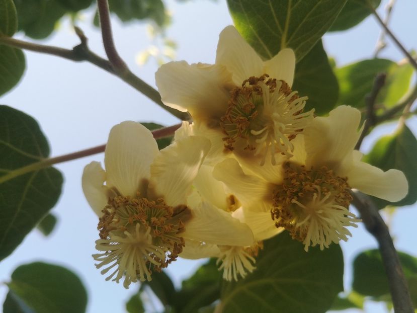 kiwi Jenny - arbori fructiferi 2023