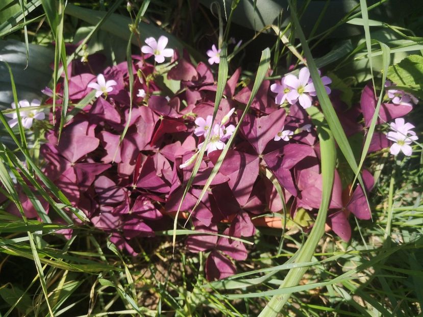 oxalis triangularis - Flori apartament