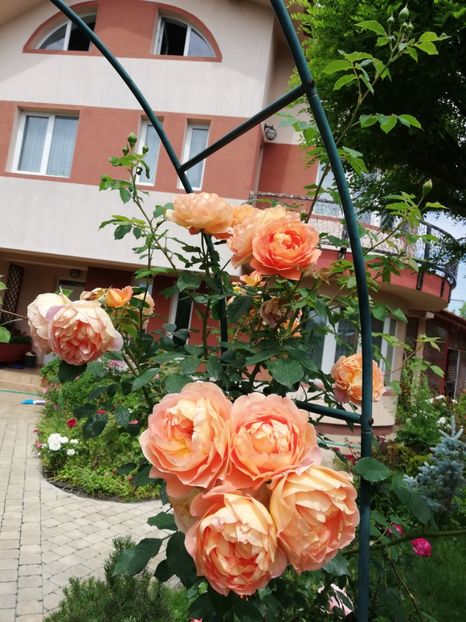  - Gradina mai 2023