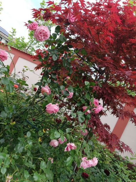  - Gradina mai 2023