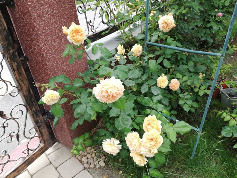  - Gradina mai 2023