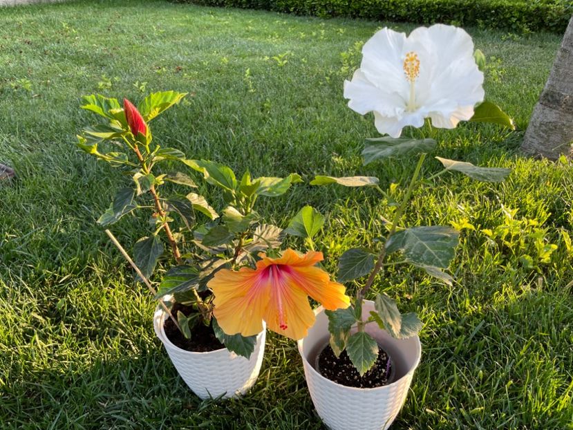 73F456F5-DA27-4527-8A14-3920F4F3D5A5 - 001 - Hibiscusi