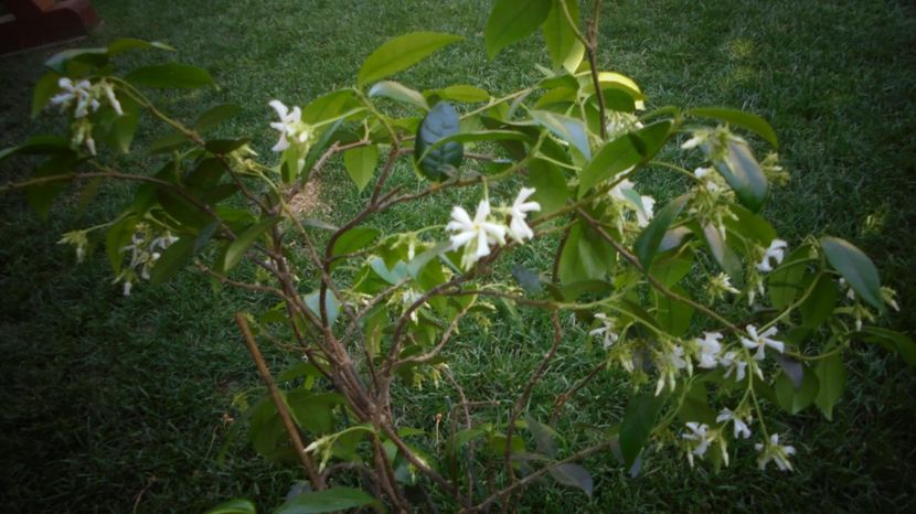 Trachelospermum jasminoides - Splendori in gradina