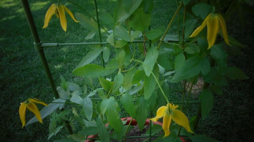 "Tangutica" - Splendori in gradina