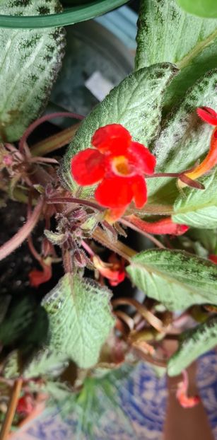 1a55df52-c443-45ba-83f9-db9dcab31492photo - Silver sheen