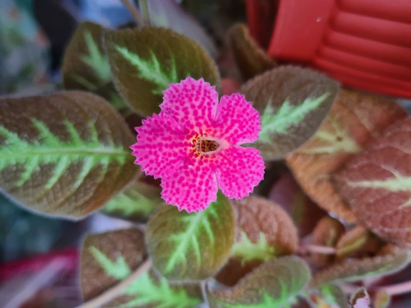  - Jim s Canadian Sunset