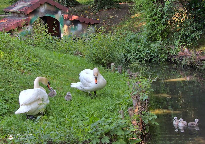 w-Familie de lebede-Swans Familly-7659_01 - PASARI - BIRDS