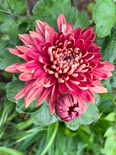 C960DCC8-E66D-4552-BAE6-EB97F1B4EBC8 - Crizanteme 22 23 24