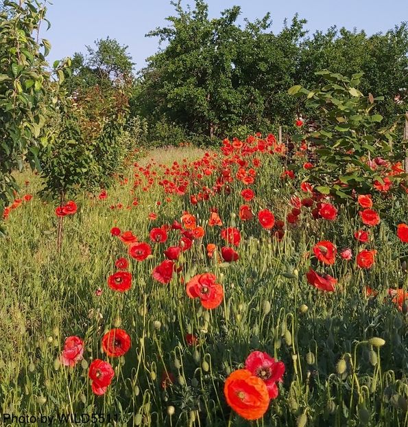  - 2023-maci din gradina verde