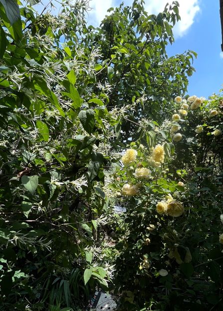 4DD184B3-79A2-402A-A0C3-B8F7D16EDB64 - Arbusti 2017 23 24