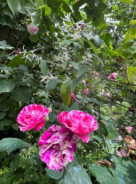 AC2ED0BD-8436-4E18-9FFB-3B01E4EAFCD8 - Arbusti 2017 23 24