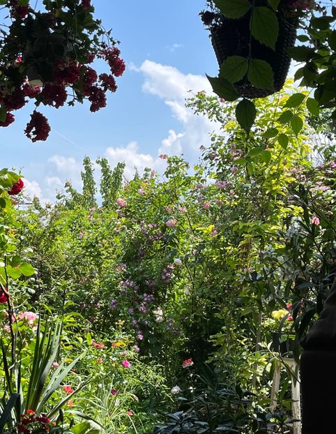 C9BCA76F-BEF8-47DA-AB2A-9CFE2ED420B8 - Arbusti 2017 23 24