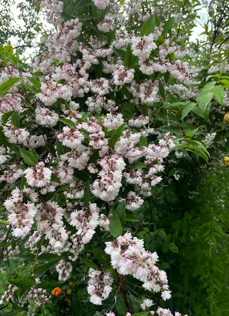 B72668B8-7DBE-4F48-8FD3-BC9F05CFC2B4 - Arbusti 2017 23 24