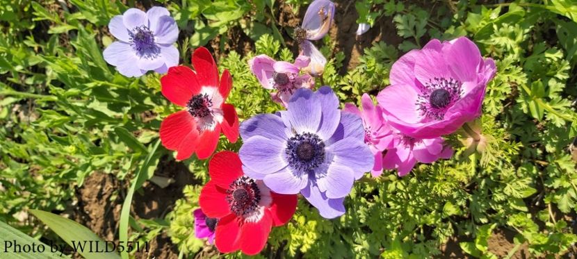  - 2023-anemone cu iubire