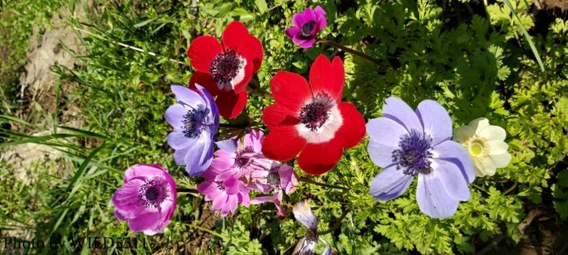  - 2023-anemone cu iubire