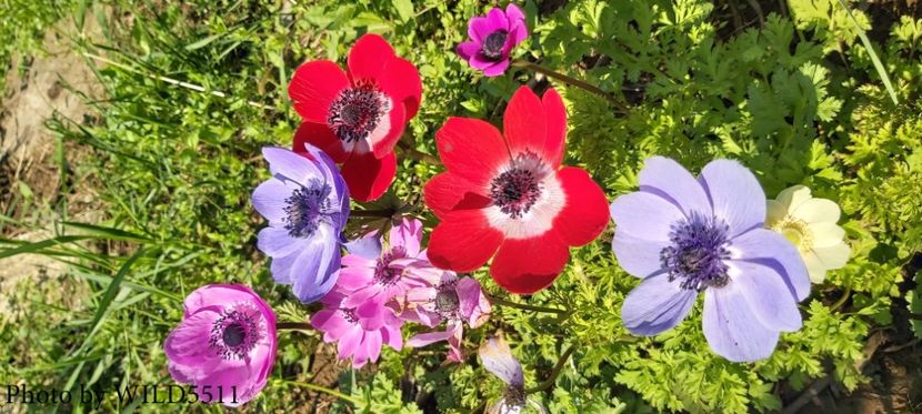  - 2023-anemone cu iubire