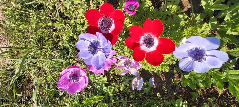  - 2023-anemone cu iubire