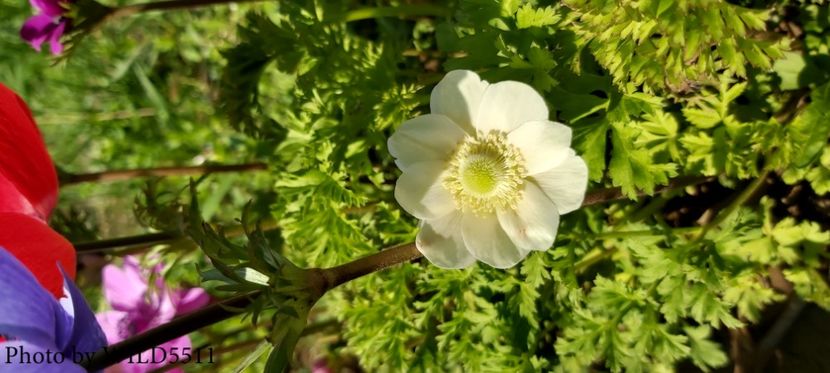 - 2023-anemone cu iubire