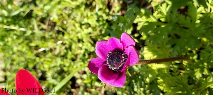  - 2023-anemone cu iubire