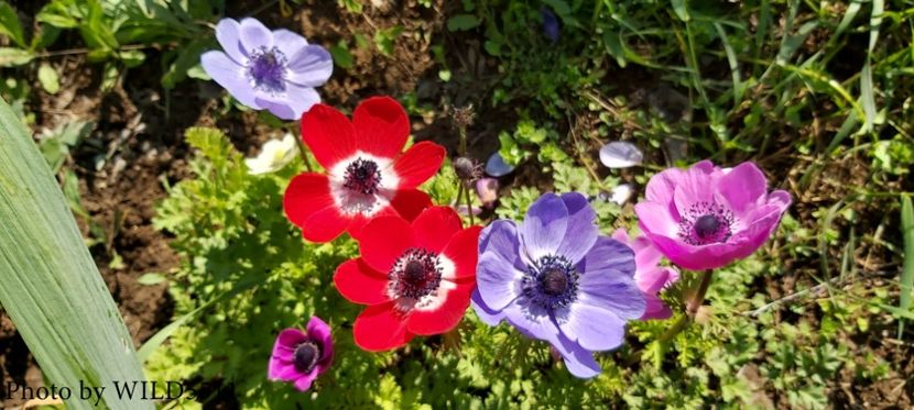  - 2023-anemone cu iubire