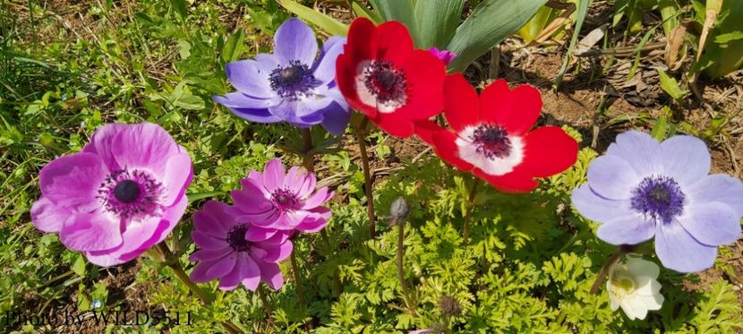  - 2023-anemone cu iubire