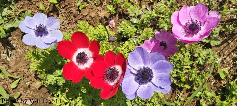  - 2023-anemone cu iubire
