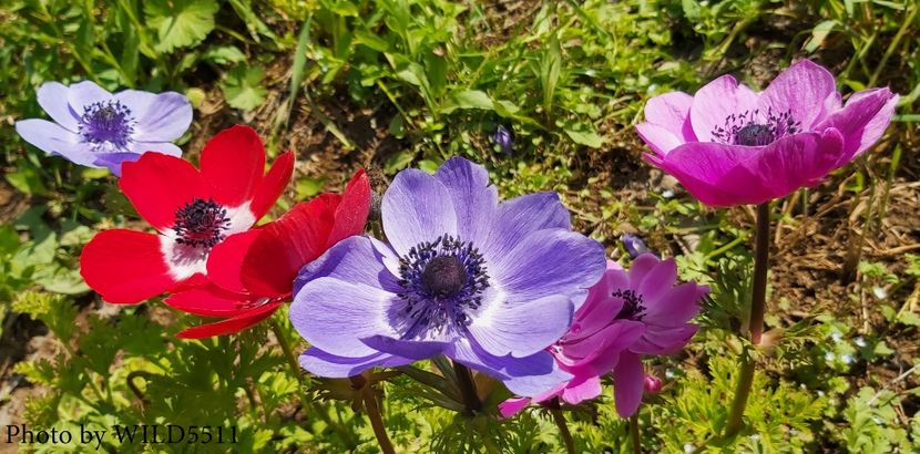  - 2023-anemone cu iubire