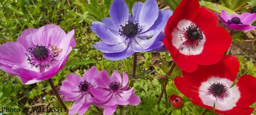  - 2023-anemone cu iubire
