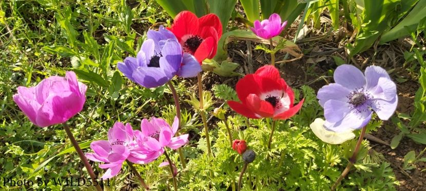  - 2023-anemone cu iubire